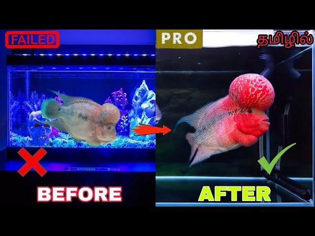 FLOWERHORN TANK SETUP - தமிழில் | DON'T BUY FLOWERHORN BEFORE WATCHING THIS VIDEO | #flowerhorn