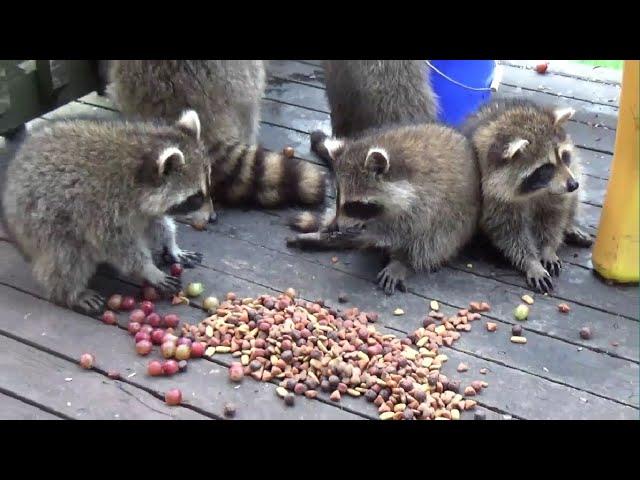 Raccoon Babies come for Early Meal