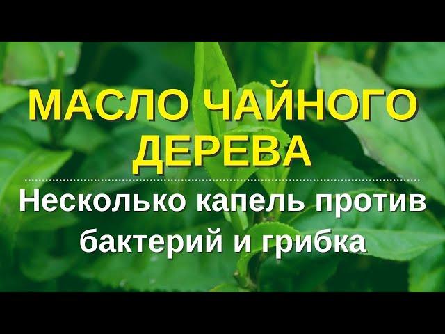 Эфирное масло чайного дерева.  Какое чайное дерево дает правильное масло? Исследования. Опыт