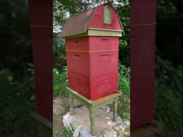 Can honey crystallize in a beehive? Pt.1 #beekeeper #beekeeping #beehive #bees #honey #honeybees