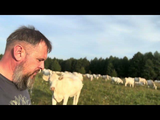 Порода Шаролє | Private Milk | Михайло Травецький | Велесова ферма