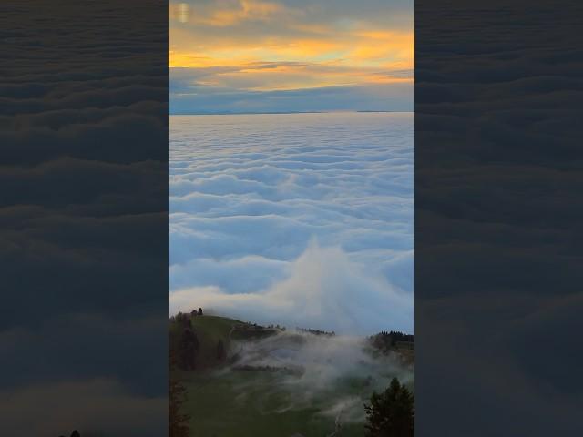 Above the sea of fog at Hotel Rigi Kulm #youtubeshorts #travel #nature #rigikulm