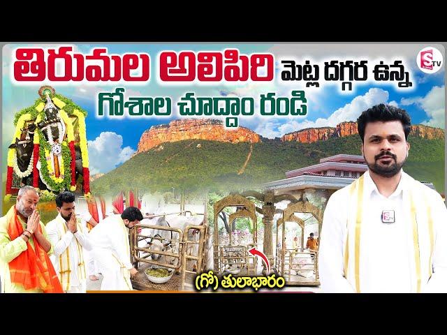 Tirumala Tirupati Alipiri Goshala Darshanam | Anchor Roshan | Temples Tours | SumanTV Vijayawada