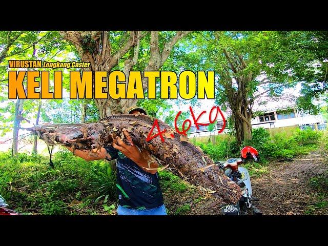 Tidak Ku Sangka Yang Sungai ini Ada Ikan Keli / Lele MEGATRON