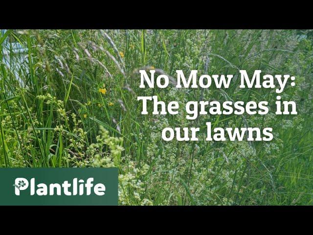 No Mow May: The grasses in our lawns