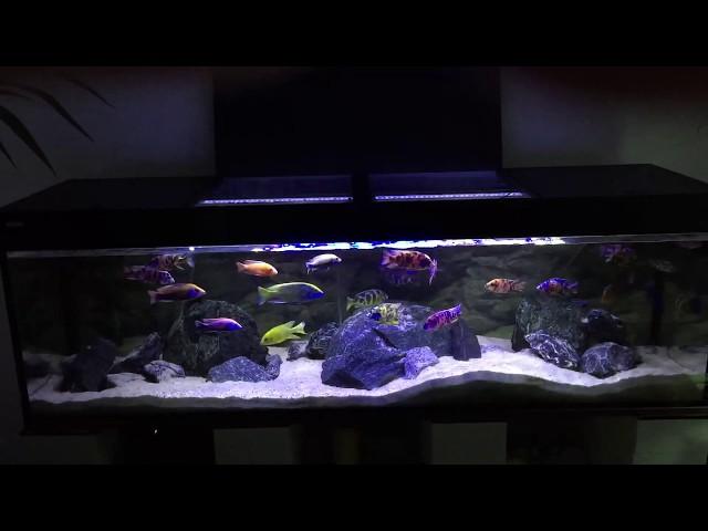 African Cichlids