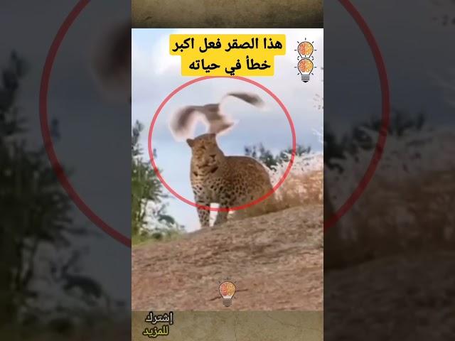 هذا الصقر فعل أكبر خطأ في حياته عندما حاول يمازح النمر #shorts