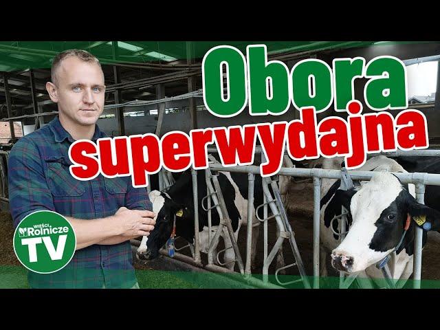 Obora superwydajna, a w niej krowy, które długo żyją. Prowadzi ją biolog - pan Patryk