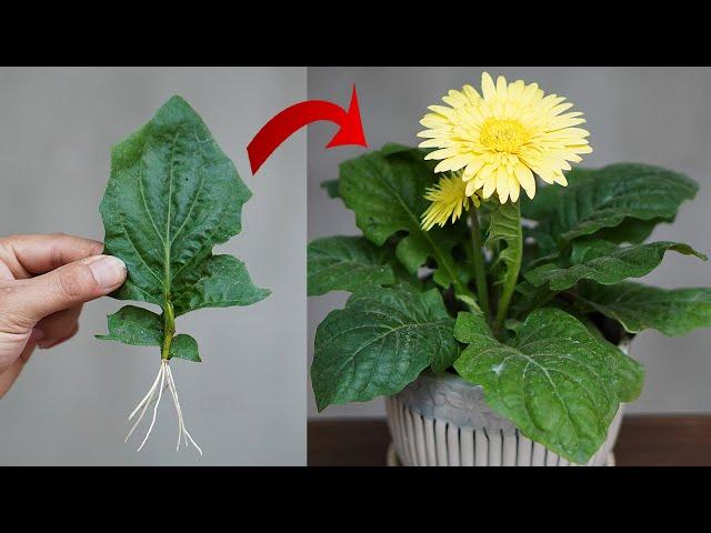 Tips For Planting Gerbera Leaves 100% Success