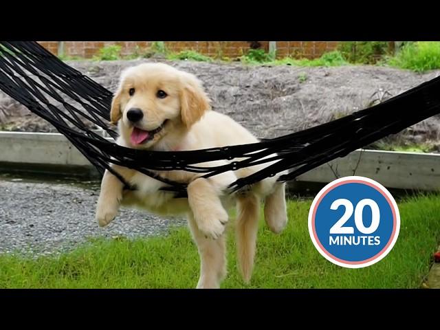 Cutest Puppies From Around The World | Poke My Heart