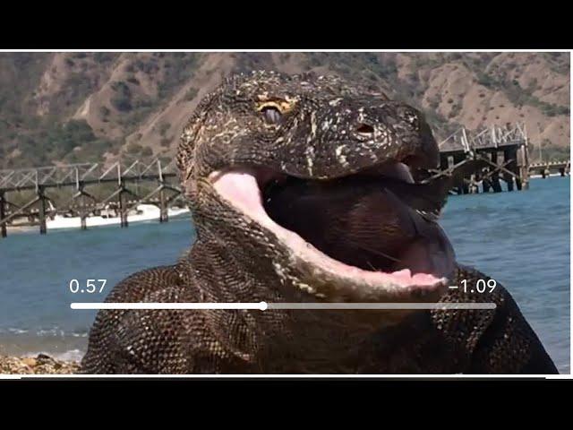 the difference in how to eat between the big komodo and the small komodo