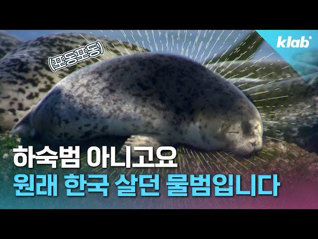 8,000마리에서 1,000마리로우리 물범 절대 지켜!｜크랩