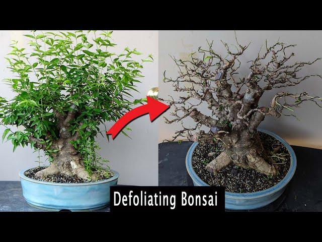 Defoliating to improve Bonsai.