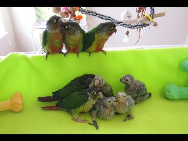 Green Cheek and Crimson Bellied Conure Play Time - 3-29-16 Rainbow Parrots