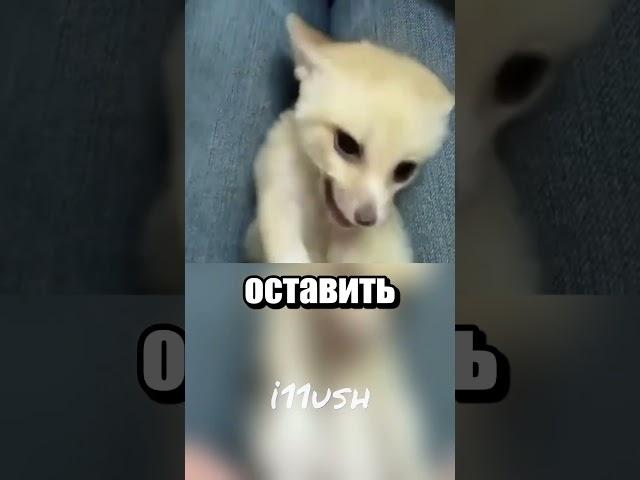 Котенок с сюрпризом