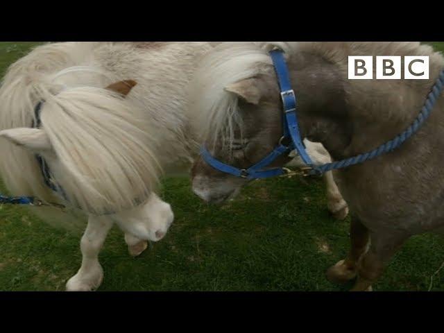 Miniature horses go dating ️ | Ronnie's Animal Crackers - BBC