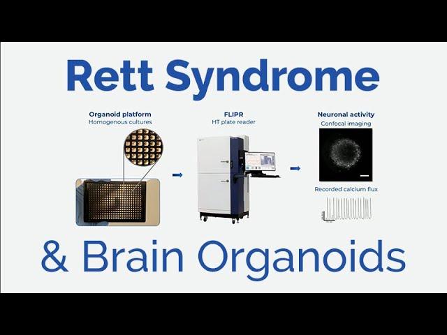 Rett Syndrome Patient-Derived Brain Organoids with Robert T. Fremeau, Jr.