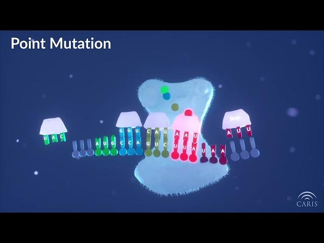 Difference Between Point and Frameshift Mutations  | Central Principles of Molecular Biology