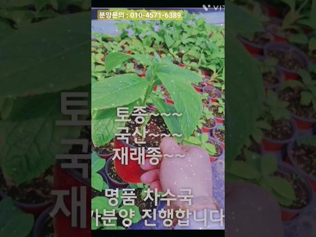 국산재래종 토종차수국 분양(행복한나무농장(분양문의010-4571-6389))