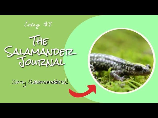 [The Salamander Journal #8]  Slimy Salamanders - A Big Adventure!