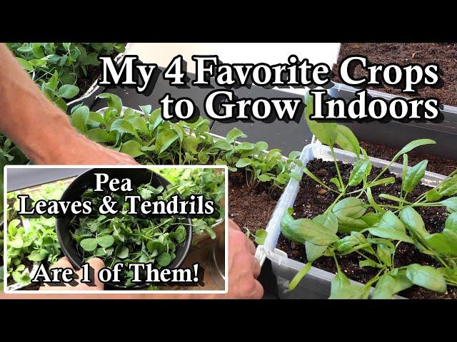 4 Crops that Easily Grow Indoors for Winter Salad Greens: Growth Examples, Planting, & Basic Lights