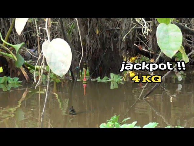 sangat beruntung !! pemancing taklukan ikan gurame babon sebesar badan orang dewasa