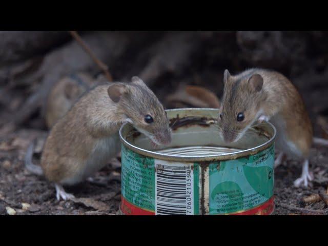 Вечерняя зарисовка с мышами / Evening sketch with mice