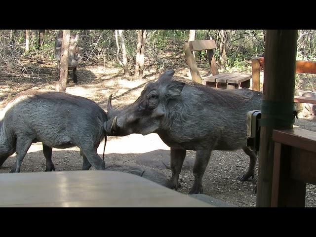 Warthog mating sounds and actions in the bush...