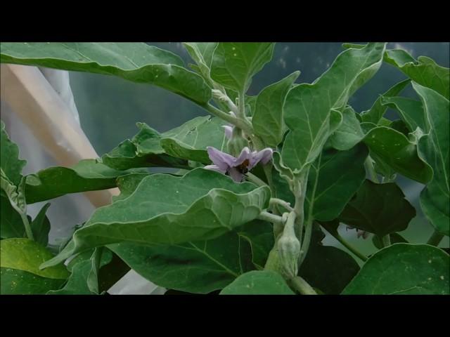 why are my blossoms falling off of my eggplants, what does blossom end rot look like on eggplants, e