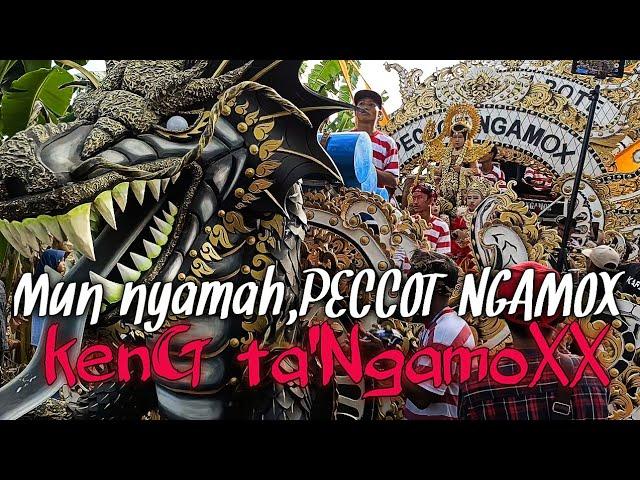 PECCOT NGAMOX TERBARU // HADIR DI PAMEKASAN