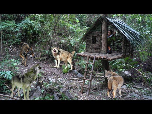 Build a warm and cozy Bushcraft nest for survival, ancient tree house, a pack of ferocious wolves