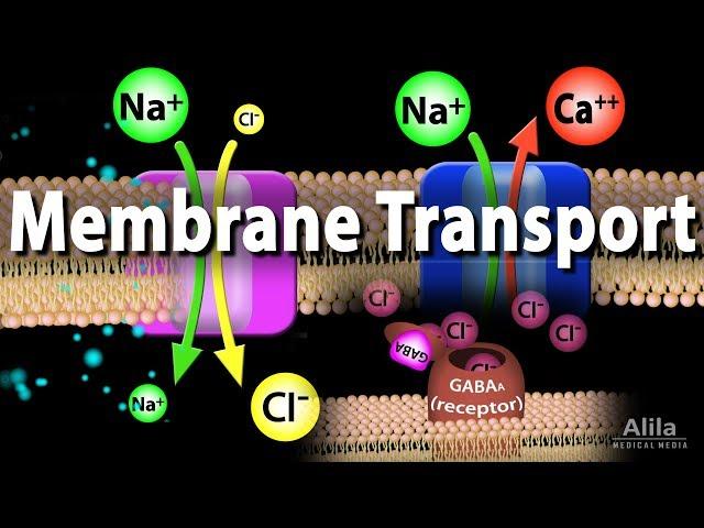 Membrane Transport, Animation