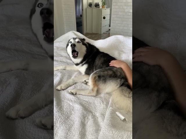 My Husky FARTED Then Blamed It On Her Dad! 