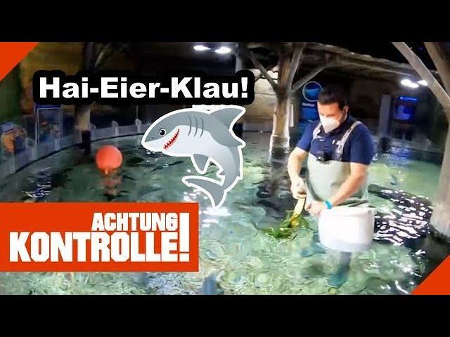 Hai-Eier-Klau!  Aquarium-Pflege im SEA LIFE! |1/2| Kabel Eins |Achtung Kontrolle