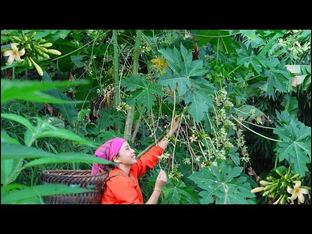 Tedicinal herbs from papaya flowers, gardening, fishing, cooking | Off-Grid Life - Ana Bushcraft