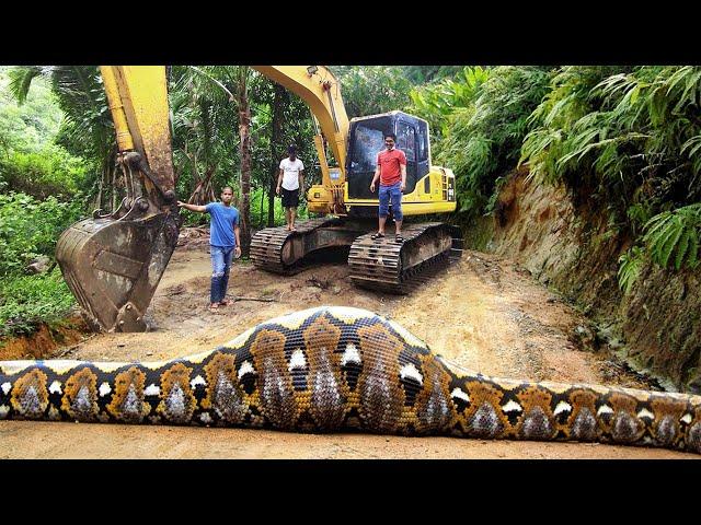 5 Ular Terbesar di Indonesia yang Pernah Tertangkap – Bahkan Merupakan Ular Piton Terbesar Di Dunia