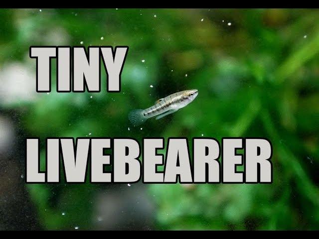 World's SMALLEST livebearer! Least Killifish