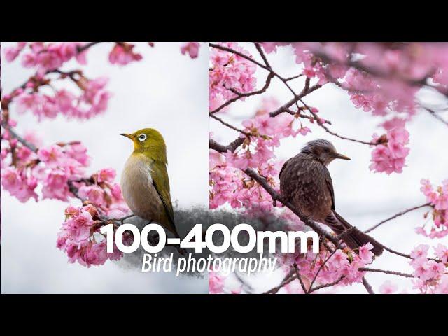 Telephoto Bird & Sakura Photography [4K POV] | Yoyogi Park, Tokyo