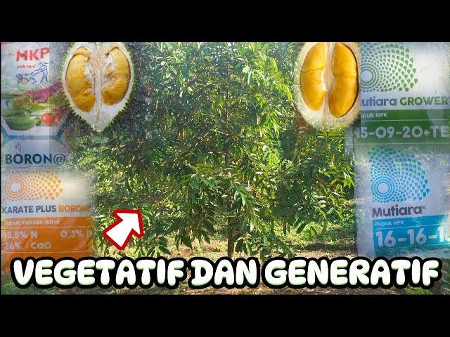 CARA PERAWATAN DAN PEMUPUKAN  POHON DURIAN MULAI AWAL TANAM SAMPAI DENGAN PEMBUAHAN