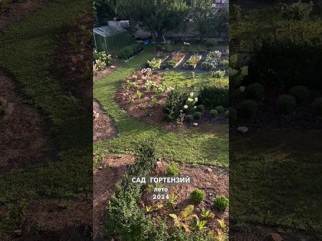 Питомник гортензий «Сад гортензий».