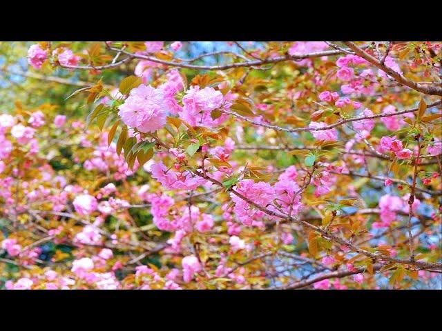 重庆邮电大学赏樱“天花板”