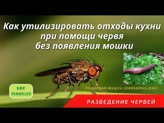 Как утилизировать отходы кухни с помощью червей и избежать появления мошки. Борьба с вредителями.