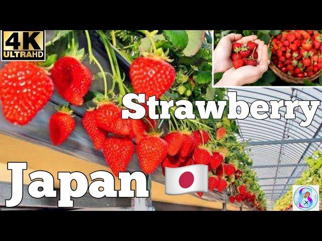 Japan  Strawberry  Farm Travel Guide 2024