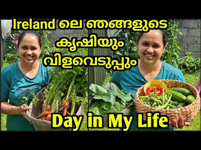 ജോലി കഴിഞ്ഞു വന്നാൽ പിന്നെ കൃഷിപ്പണി/Day in My Life Ireland/Ireland Malayalam Vlog/ Life in Ireland/