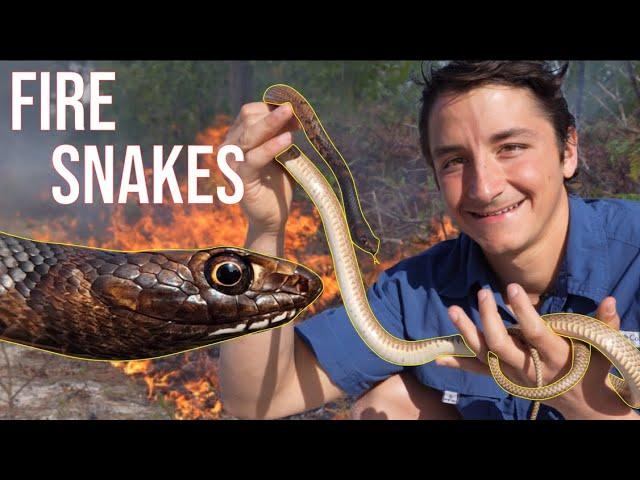 These Rare Snakes NEED Fire To Survive