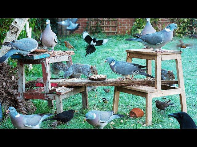 Cat TV ️ Birds & Squirrels Feed on Stools as Frost Melts ️ Cat enrichment video 4K HDR