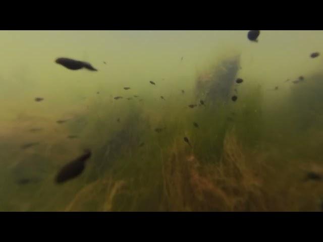 2023 05 10 Tadpoles