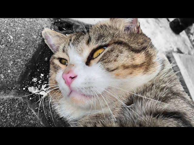 Cute Tabby Male Cat Calling for Female Cat in The Train Station - Cat Sounds To Attract Cats