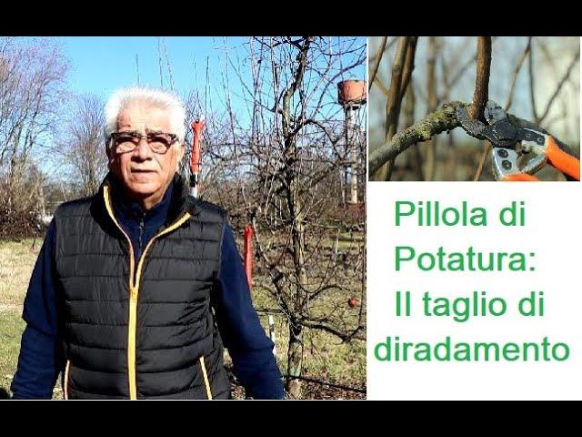 Pillola di potatura:  taglio di diradamento