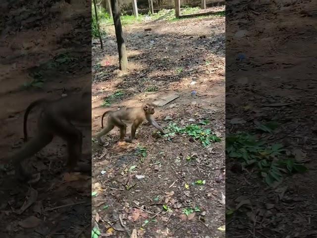 Monkeys at Angkor Wat